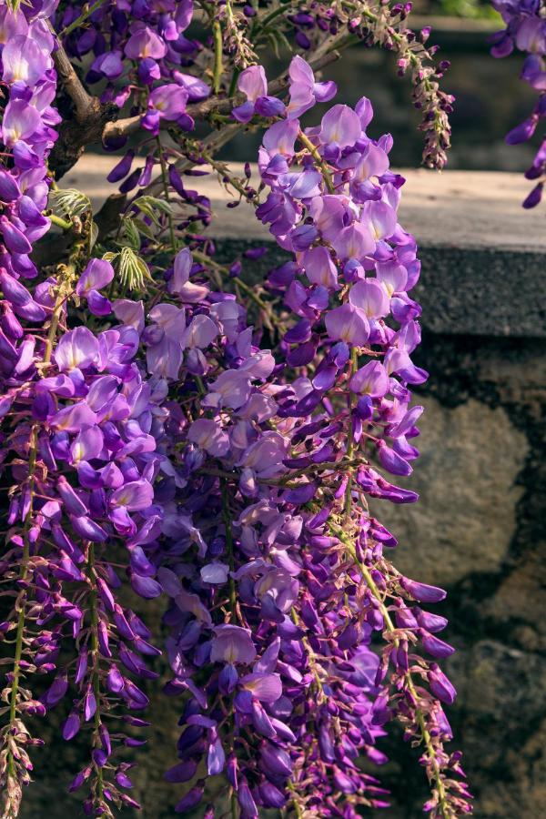Il Glicine B&B Ristorante Cazzago San Martino Luaran gambar